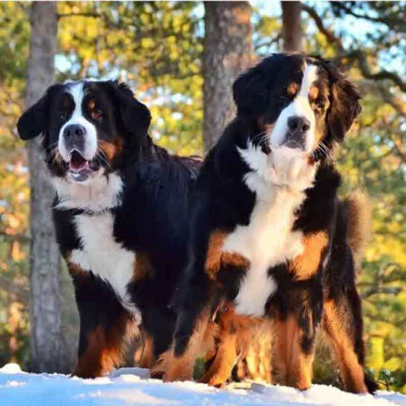 عکس خفن 78 عکس سگ پشمالو