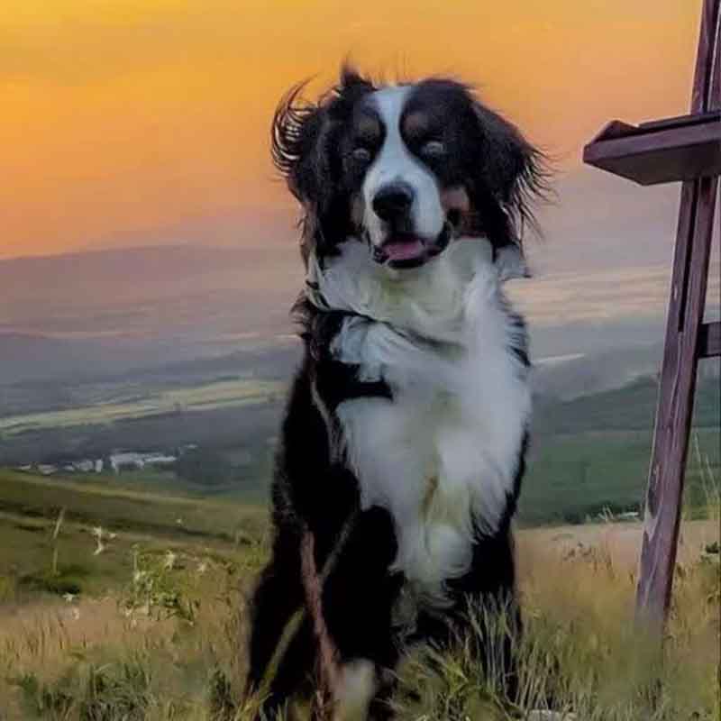 عکس خفن 78 عکس سگ پشمالو