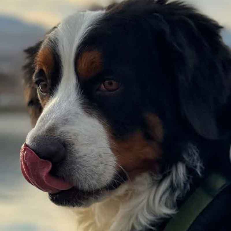 عکس سگ پشمالو در خانه