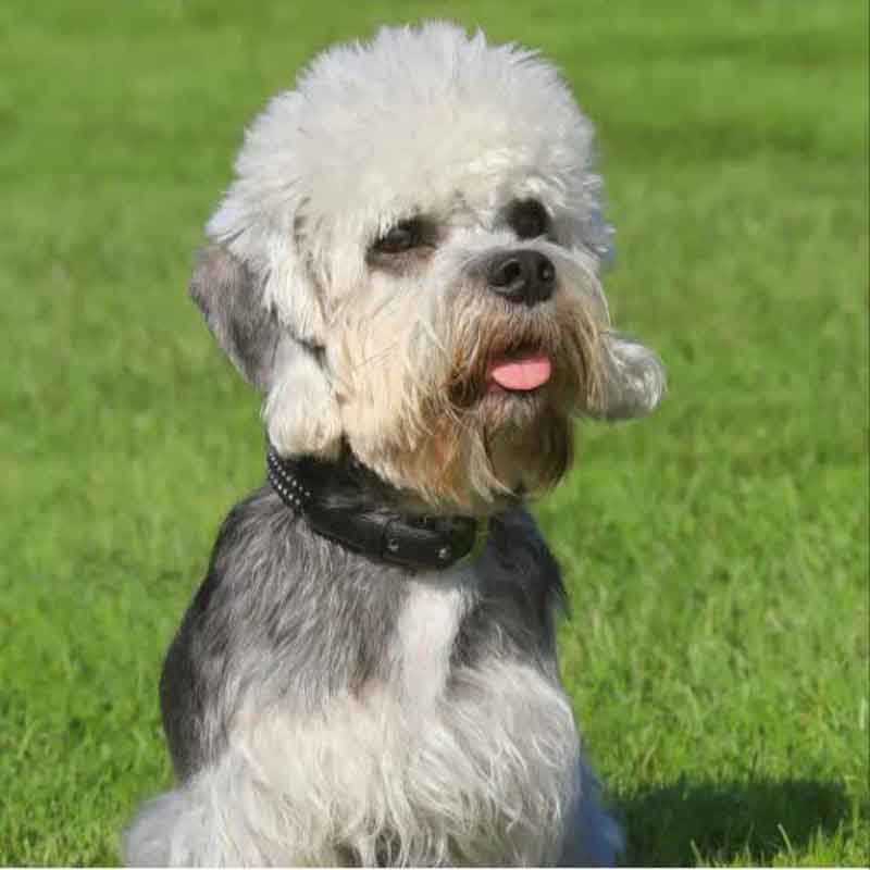 عکس سگ پشمالو در خانه