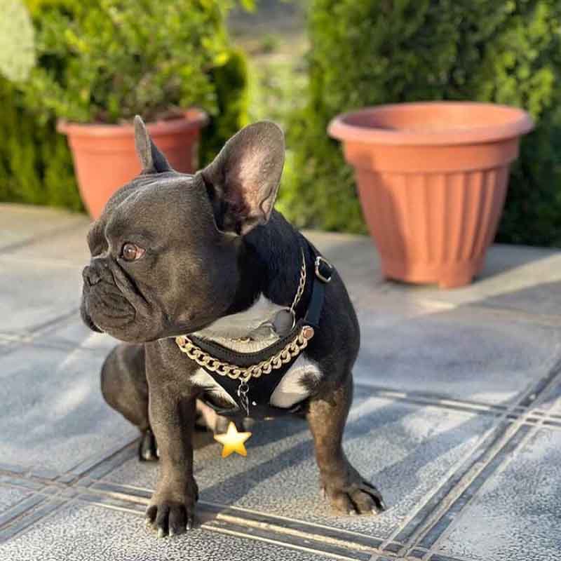 عکس خفن 78 عکس سگ پشمالو