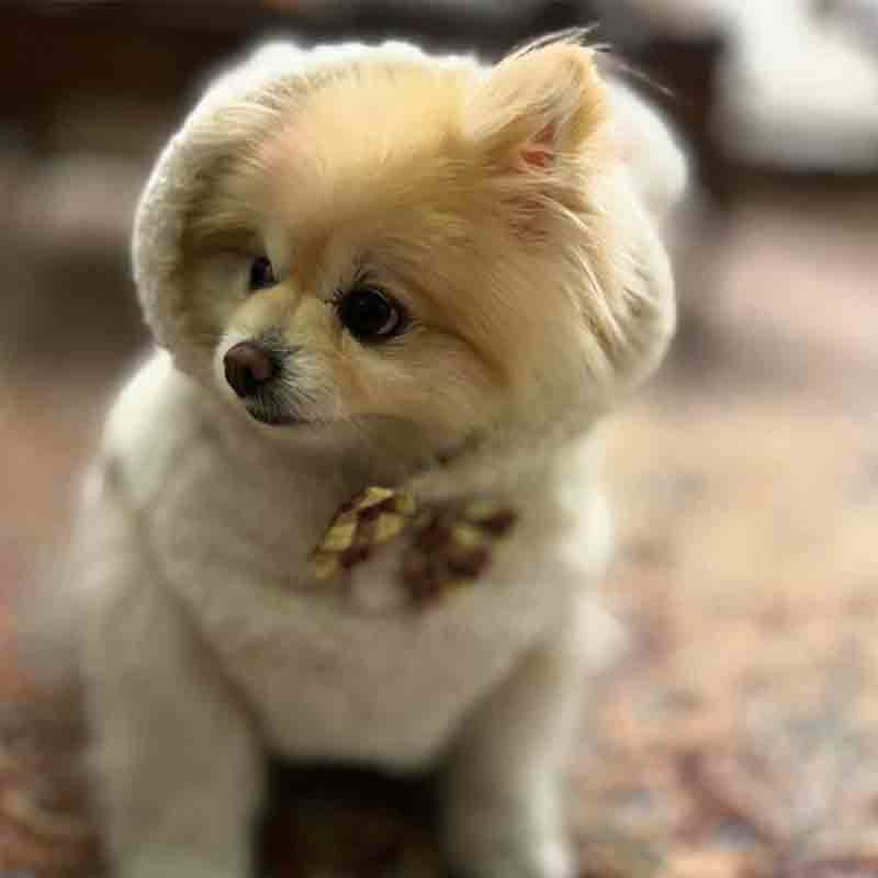 عکس سگ پشمالو در خانه