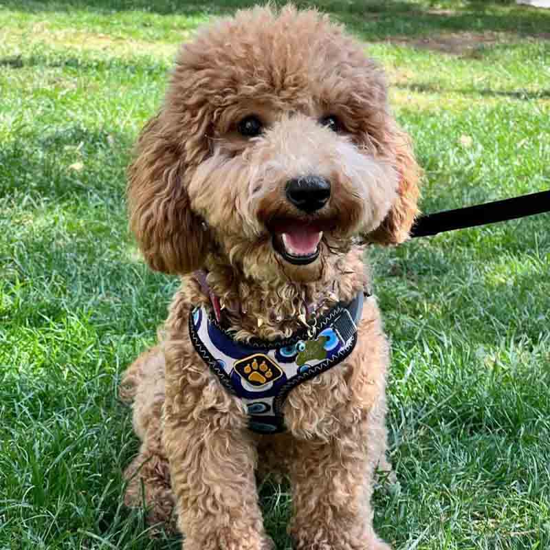 عکس خفن 78 عکس سگ پشمالو