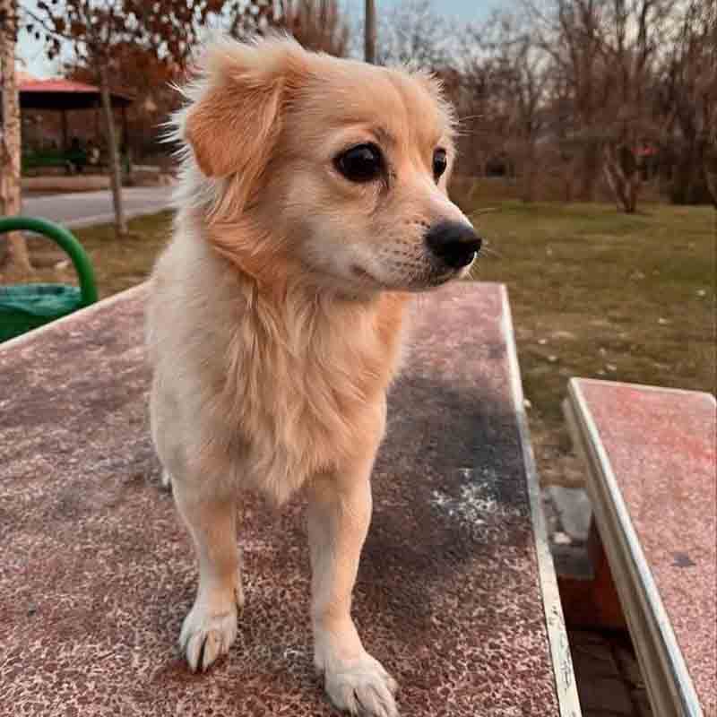 عکس خفن 78 عکس سگ پشمالو