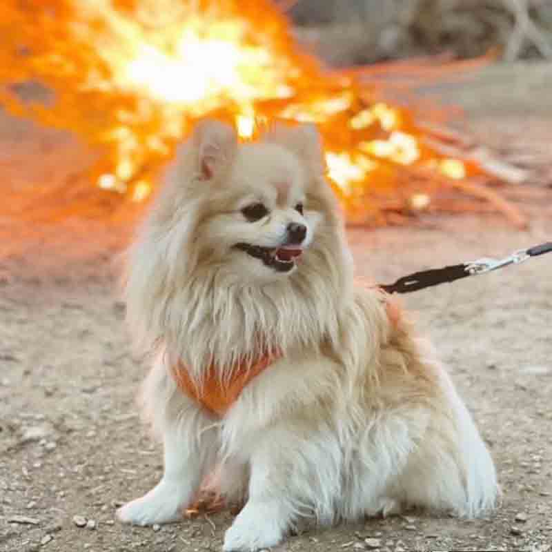 عکس خفن 78 عکس سگ پشمالو