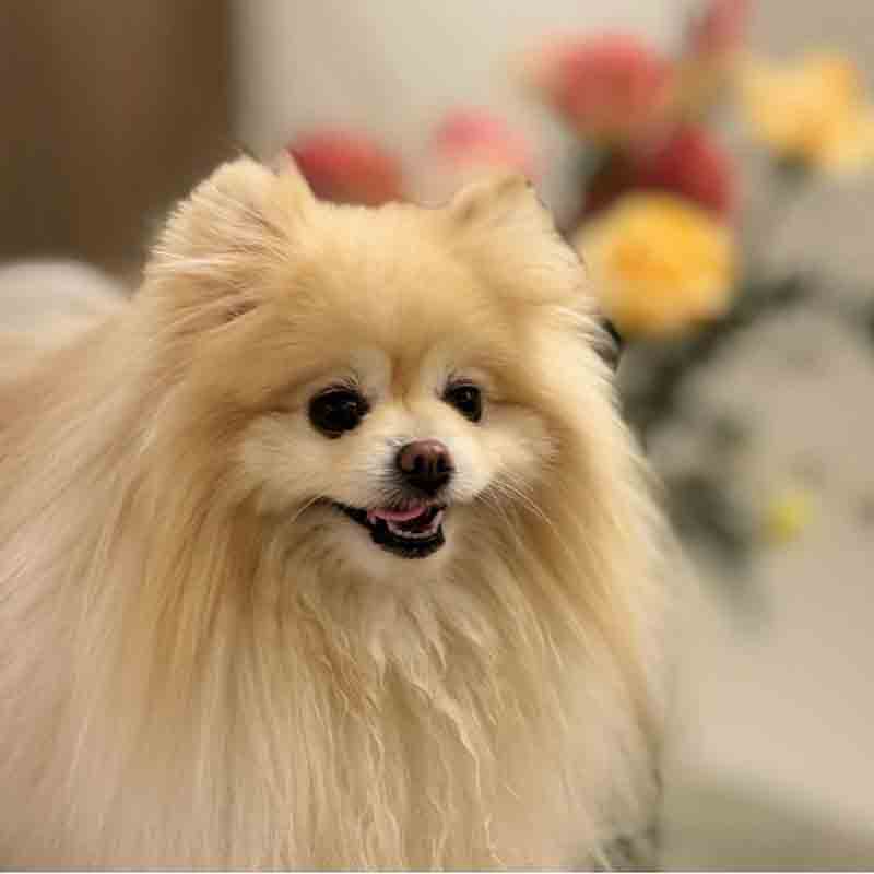 عکس خفن 78 عکس سگ پشمالو