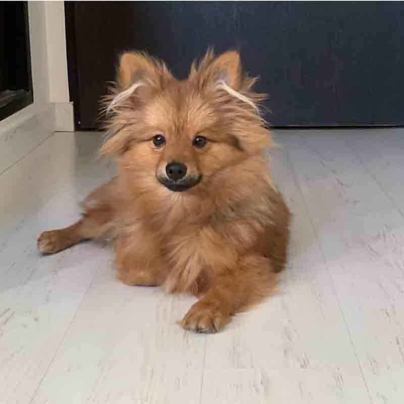 عکس خفن 78 عکس سگ پشمالو