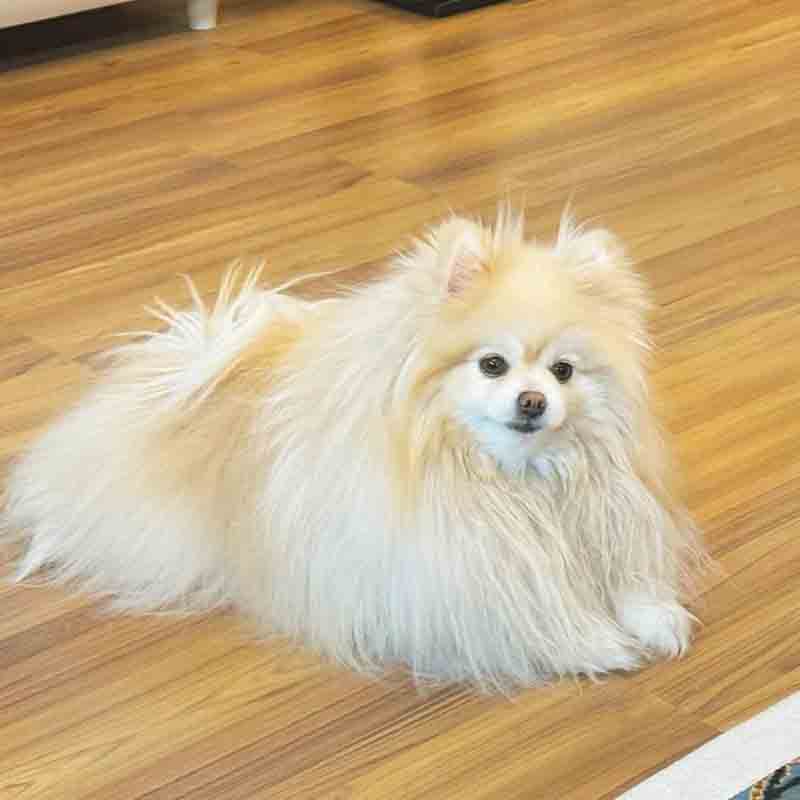 عکس خفن 78 عکس سگ پشمالو