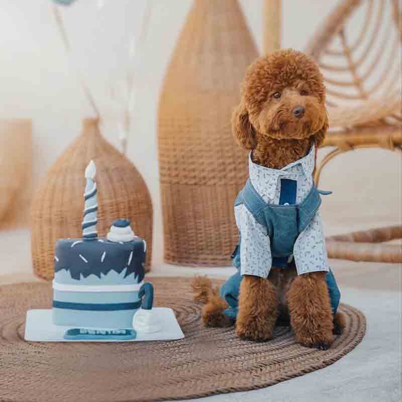 عکس سگ پشمالو در خانه