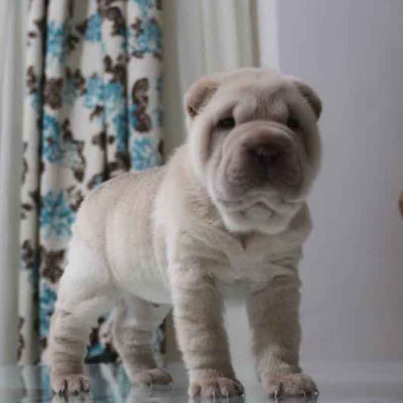 عکس خفن 78 عکس سگ پشمالو