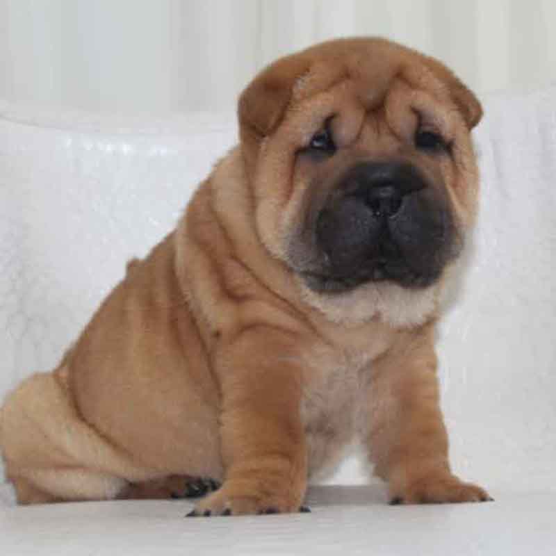 عکس سگ پشمالو در خانه