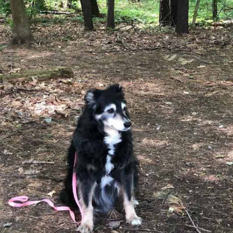 عکس خفن 78 عکس سگ پشمالو