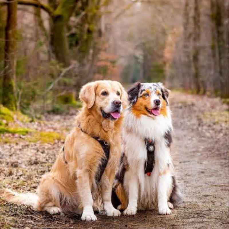 عکس خفن 78 عکس سگ پشمالو