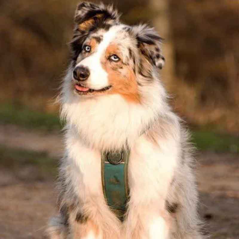 عکس سگ پشمالو در خانه