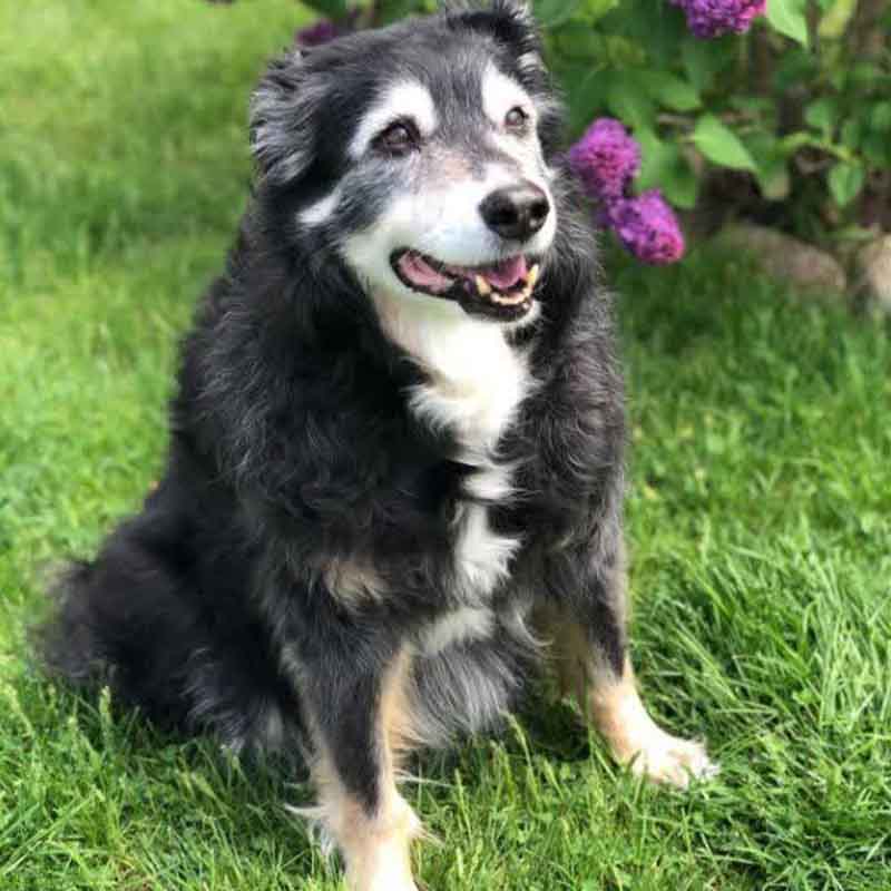 عکس سگ پشمالو در خانه