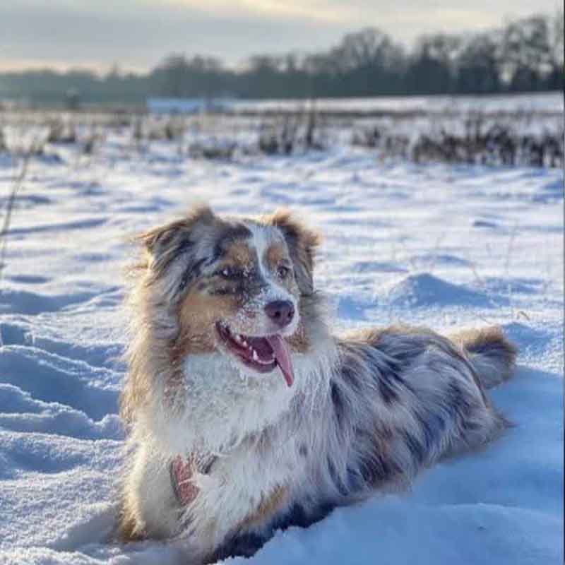 عکس سگ پشمالو در خانه