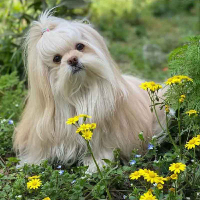 عکس خفن 78 عکس سگ پشمالو