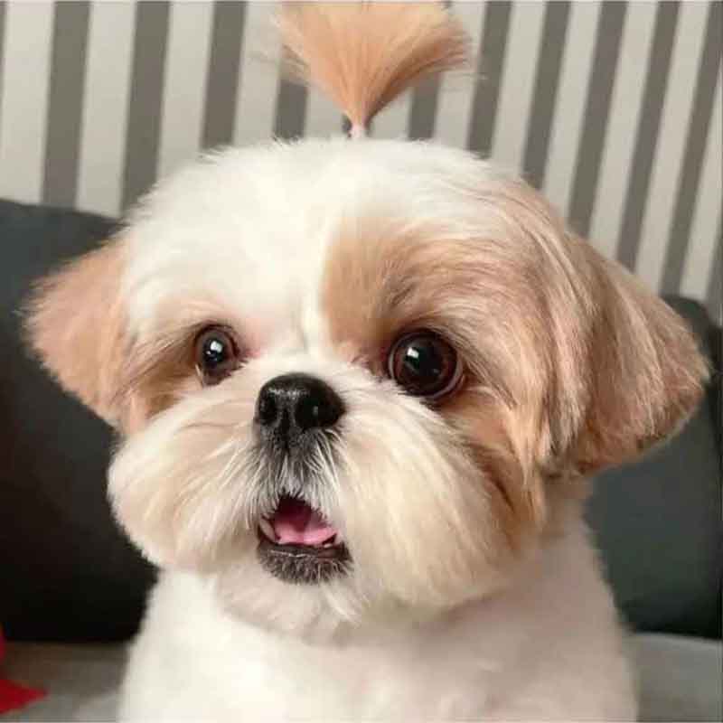 عکس خفن 78 عکس سگ پشمالو