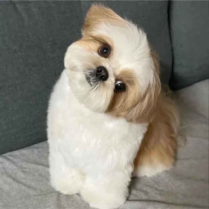 عکس سگ پشمالو در خانه