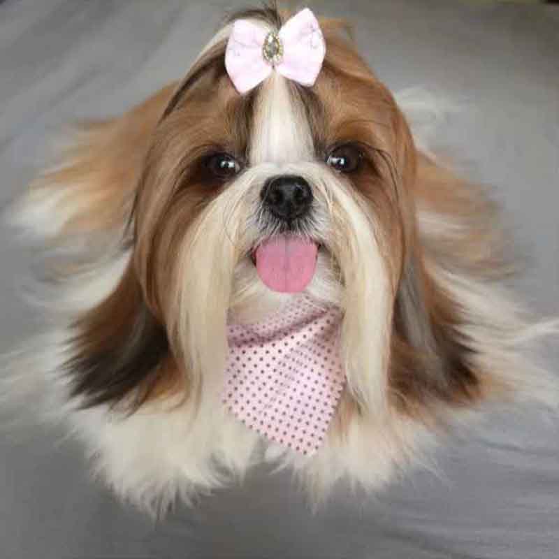 عکس خفن 78 عکس سگ پشمالو