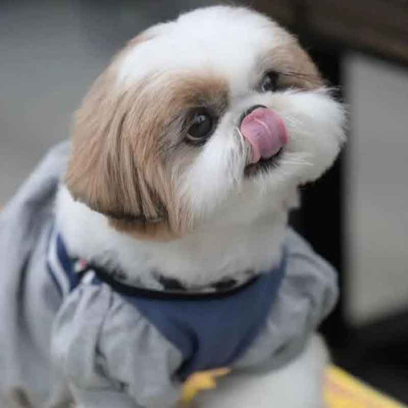 عکس سگ پشمالو در خانه