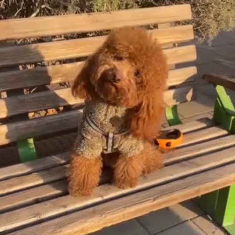 عکس سگ پشمالو در خانه