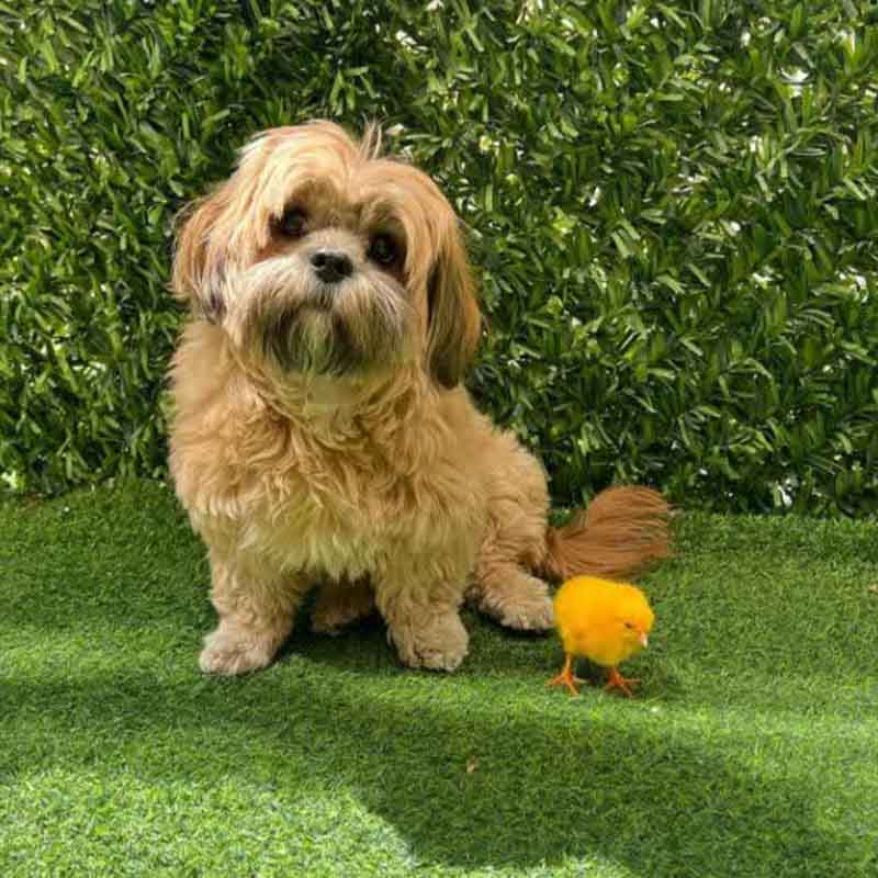 عکس سگ پشمالو در خانه