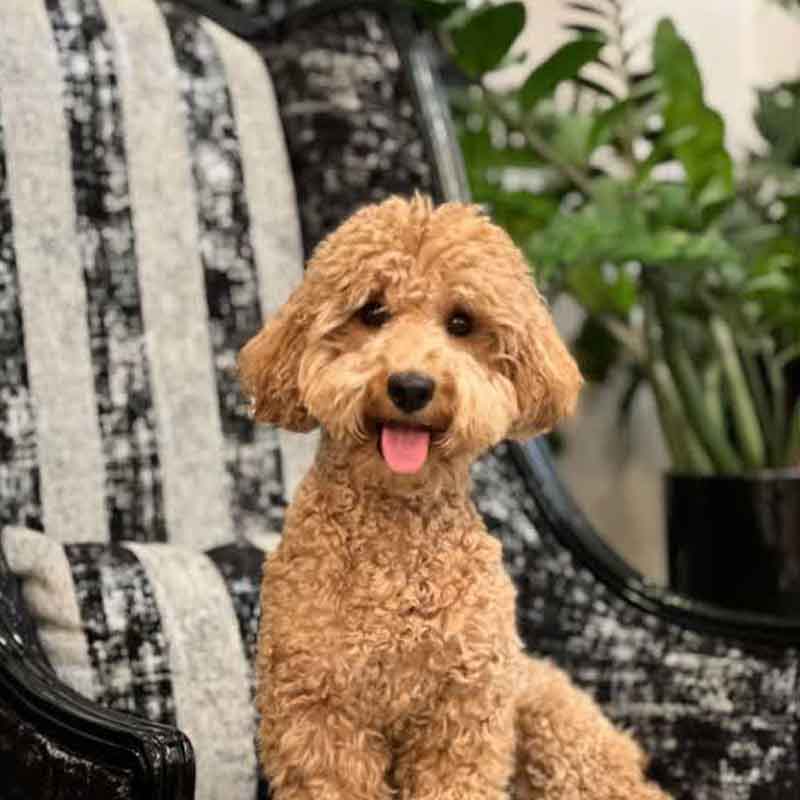 عکس سگ پشمالو در خانه