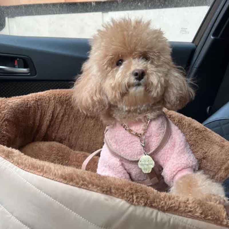 عکس سگ پشمالو در خانه