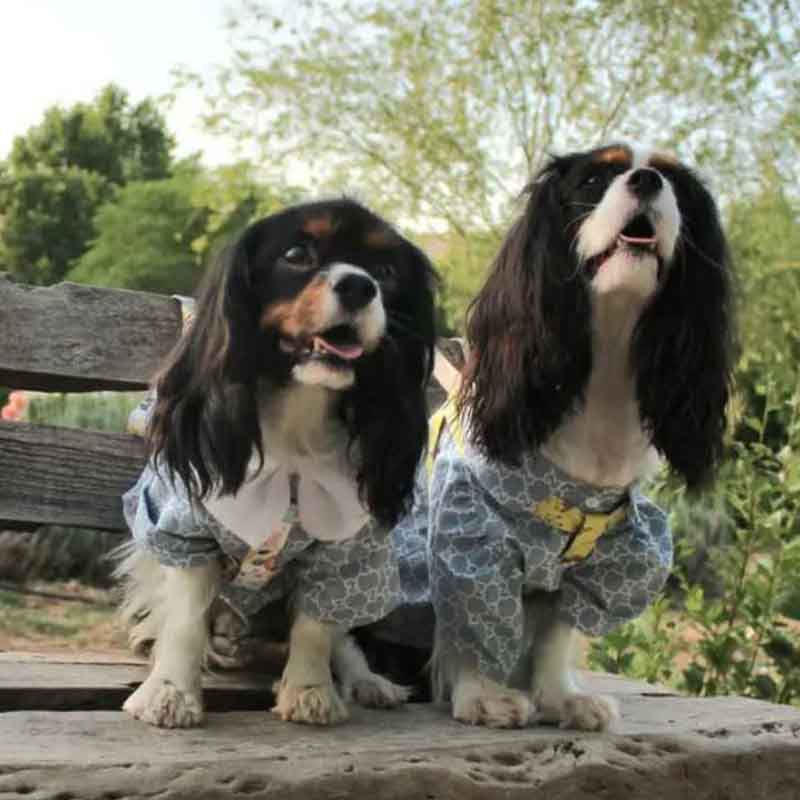 عکس خفن 78 عکس سگ پشمالو