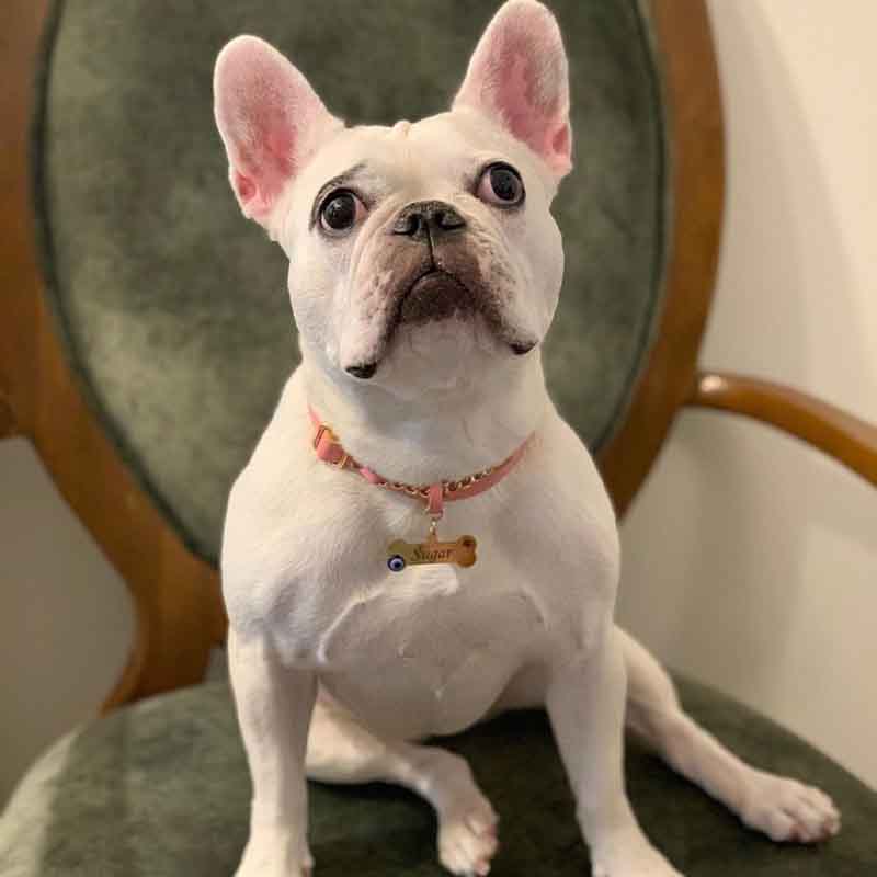 عکس سگ پشمالو در خانه