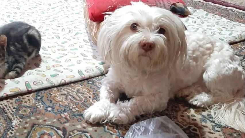 عکس سگ پشمالو در خانه