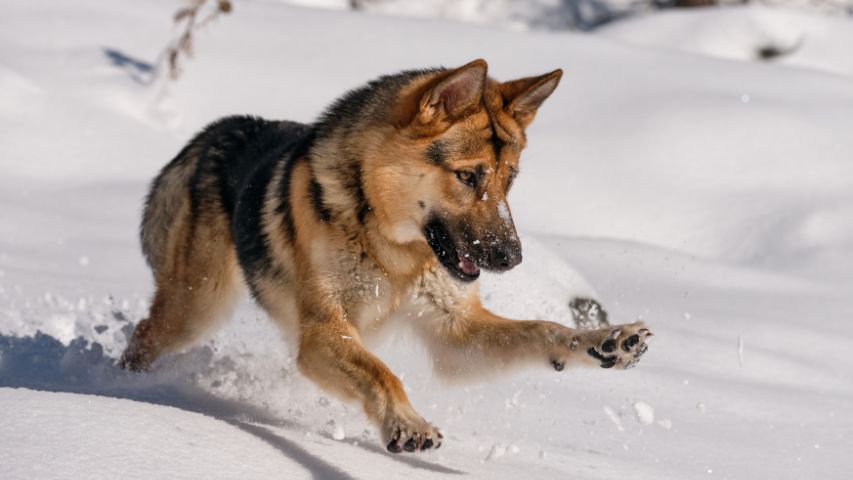 عکس سگ پشمالو در خانه