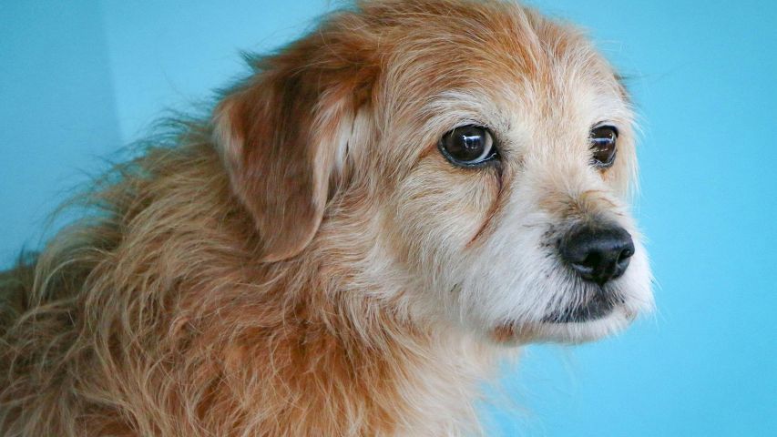 78 عکس سگ پشمالو