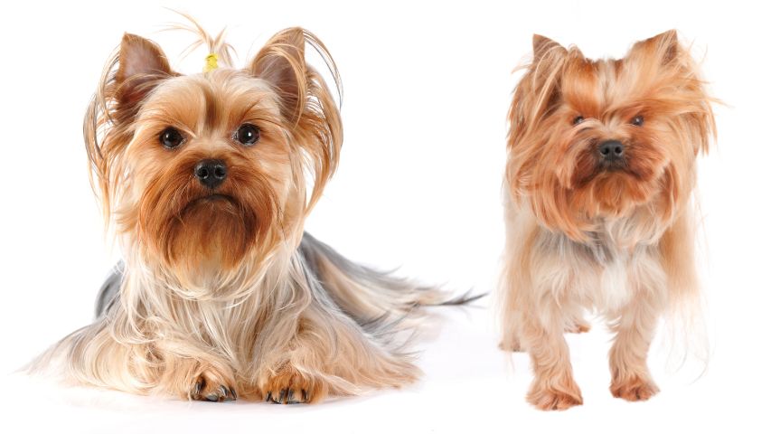 عکس خفن 78 عکس سگ پشمالو