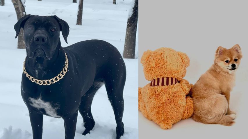 عکس سگ پشمالو در خانه