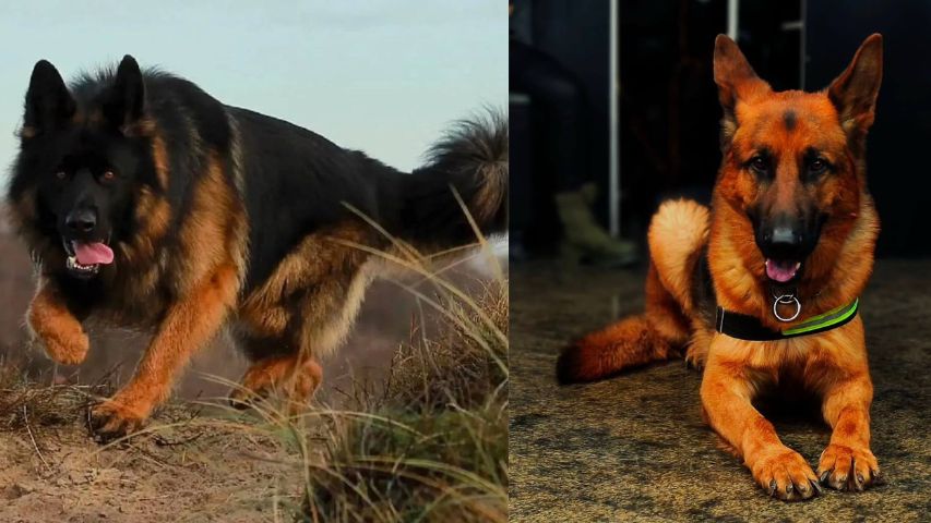 عکس سگ پشمالو در خانه