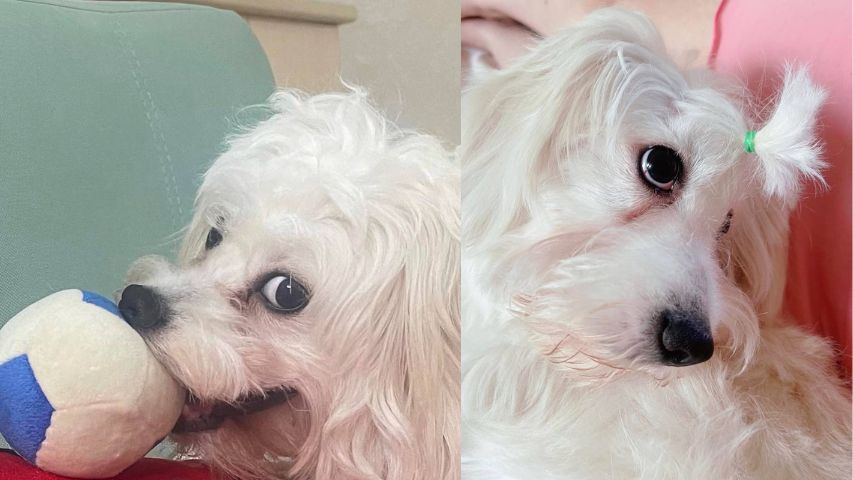 عکس سگ پشمالو در خانه