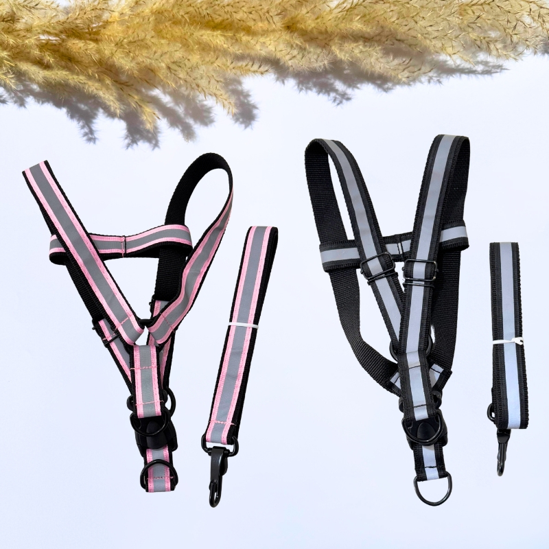 عکس خفن 78 عکس سگ پشمالو